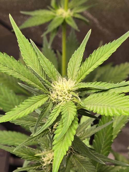 Purple Haze Auto. Week 7 - Starting to stack up