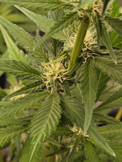 Purple Haze Auto. Week 7 - Frost is coming in