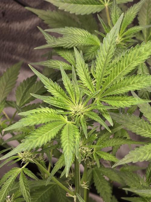 Cherry Cola Auto. Week 7 - So beautiful.. looking healthy 
