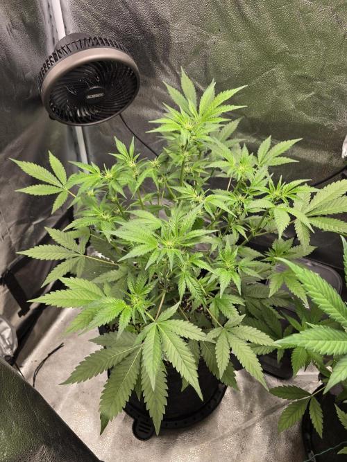 Cherry Cola Auto. Week 7 - Side shot