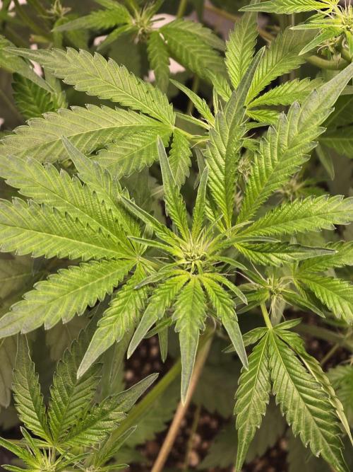 Cherry Cola Auto. Week 7 - Healthy bud sites