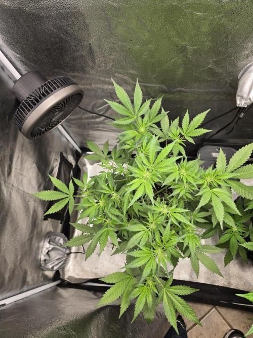 Cherry Cola Auto. Week 7 - Tons of bud sites she gonna be a beast