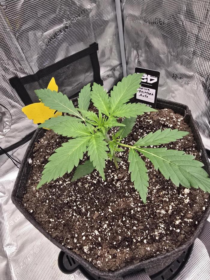 Gorilla Zkittlez auto. Week 3 - No issues so far.  Shes alittle bigger then her sister Strawberry Gorilla 