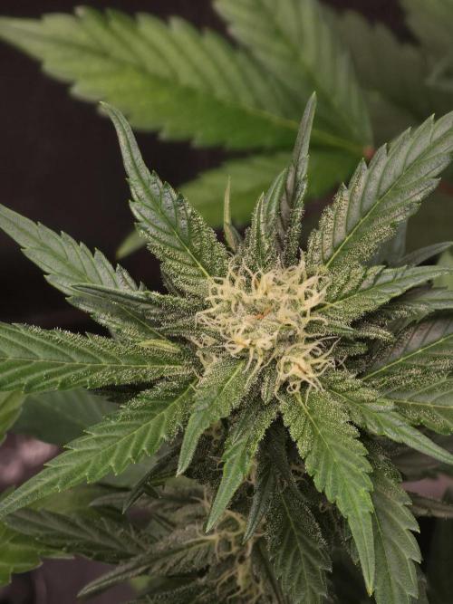 Purple Haze Auto. Week 8 - Buds are getting fat and dense