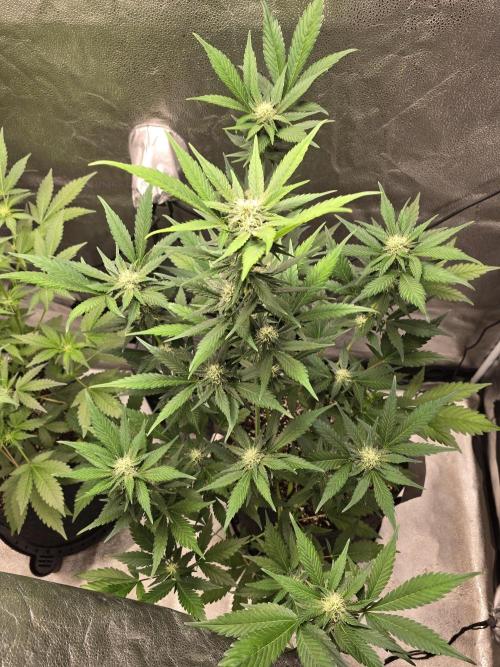 Purple Haze Auto. Week 8 - Purple Haze 