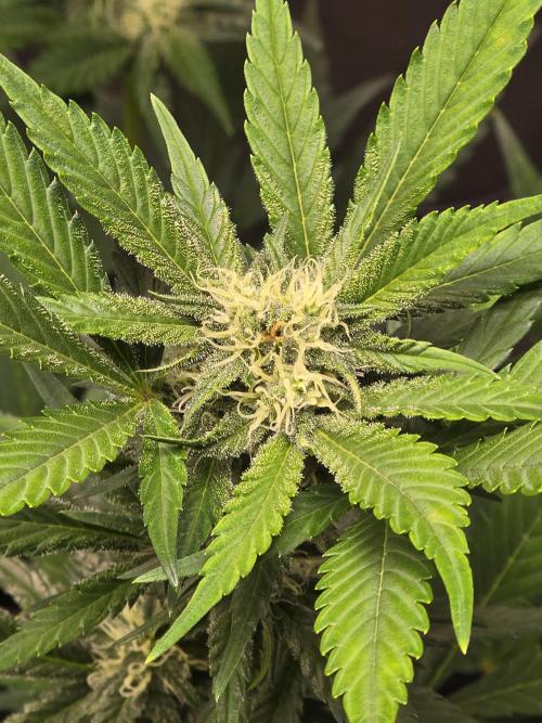 Purple Haze Auto. Week 8 - Looking good so far