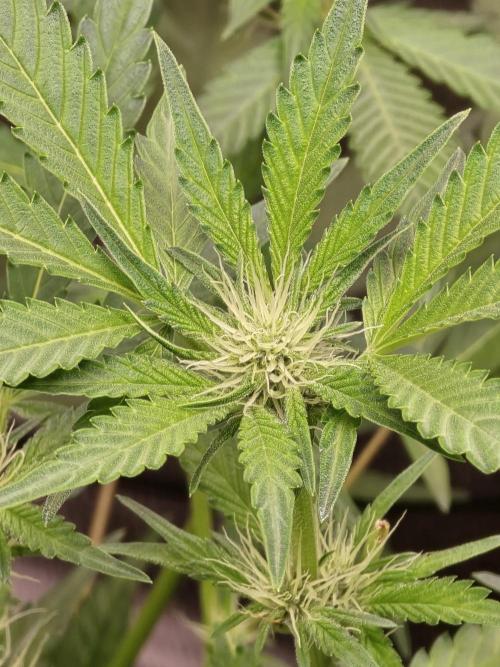 Cherry Cola Auto. Week 8 - Im loving the long pistols