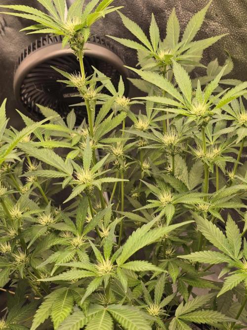 Cherry Cola Auto. Week 8 - Lots of bud sites