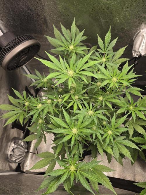 Cherry Cola Auto. Week 8 - Nice and healthy