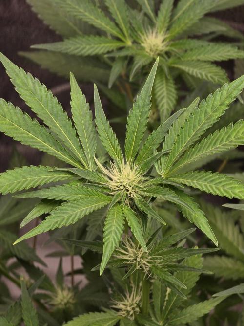 Cherry Cola Auto. Week 8 - Cherry cola 