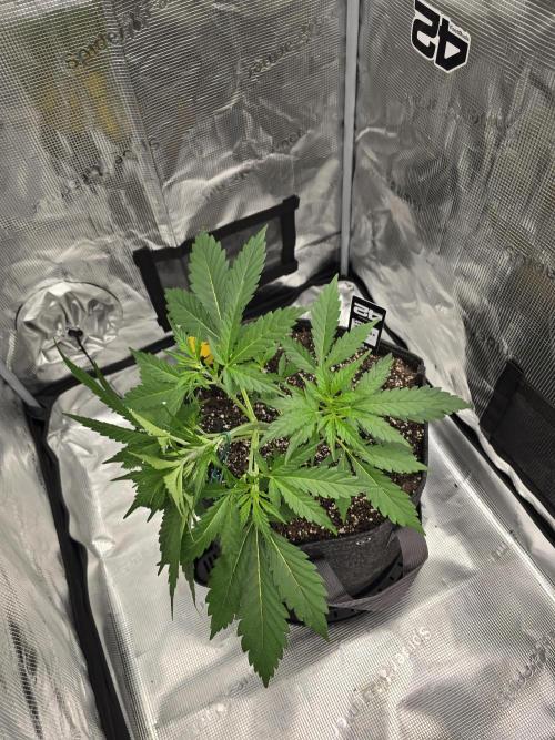 Gorilla Zkittlez auto. Week 4 - Doing alittle LST