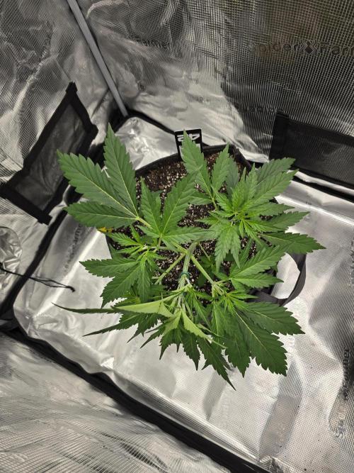 Gorilla Zkittlez auto. Week 4 - Looking healthy 