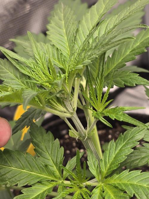 Gorilla Zkittlez auto. Week 4 - First signs of flower 