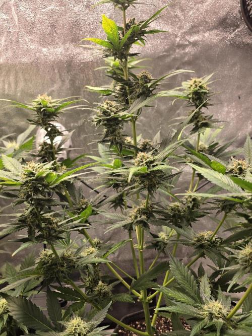 Purple Haze Auto. Week 9 - Shes yellowing at tops 