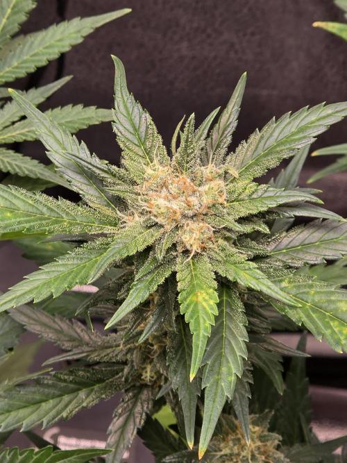 Purple Haze Auto. Week 9 - Thick dense flowers 