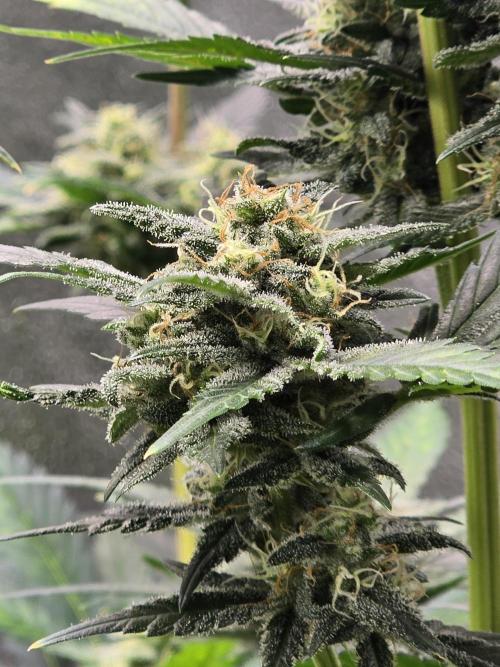 Purple Haze Auto. Week 9 - Purple Haze 