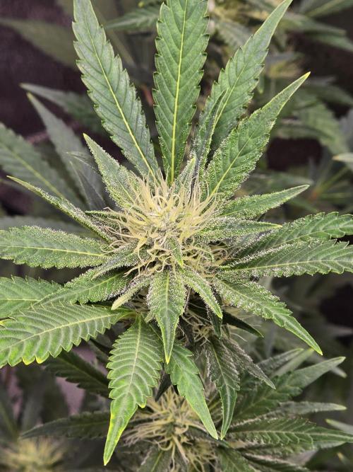 Purple Haze Auto. Week 9 - Purple Haze 