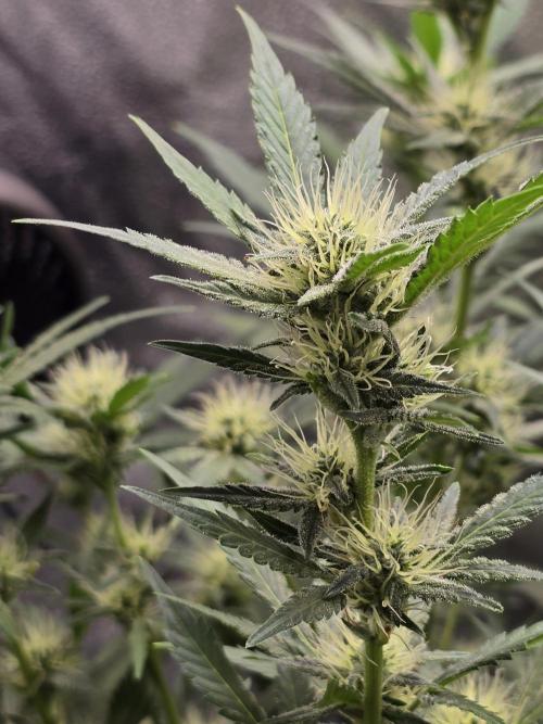 Cherry Cola Auto. Week 9 - Her pistols are so long