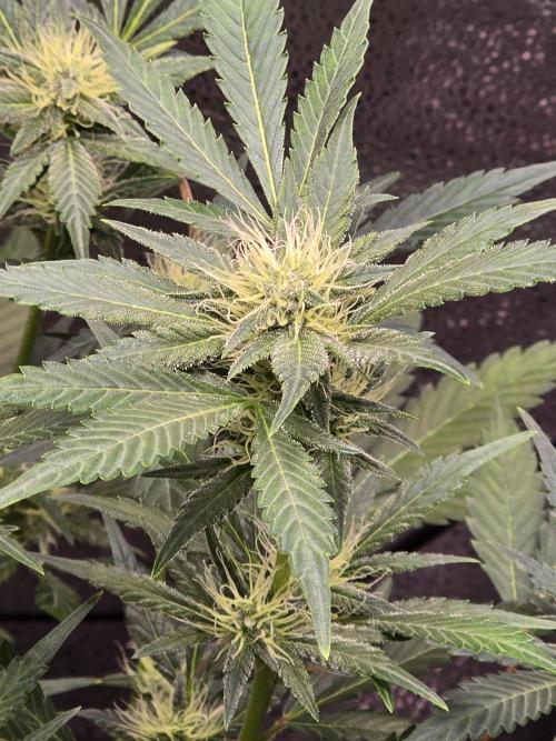 Cherry Cola Auto. Week 9 - Shes a beauty 