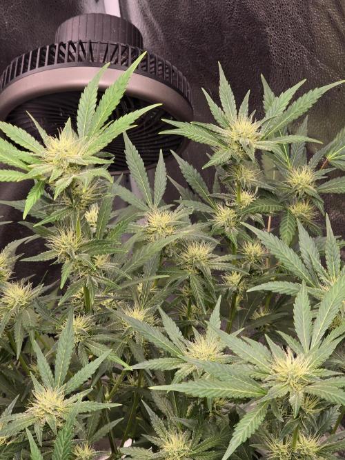 Cherry Cola Auto. Week 9 - Losts of bud sites 