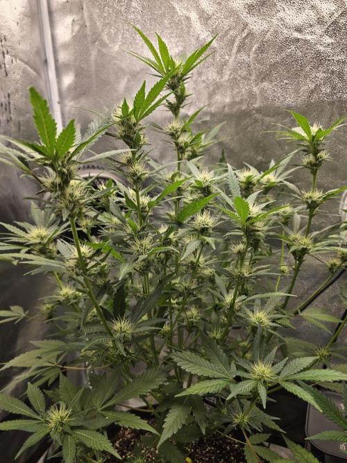 Cherry Cola Auto. Week 9 - This girl is cruising it