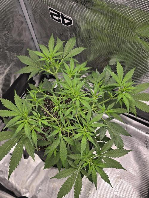 Gorilla Zkittlez auto. Week 5 - She looking great lots of new growth 