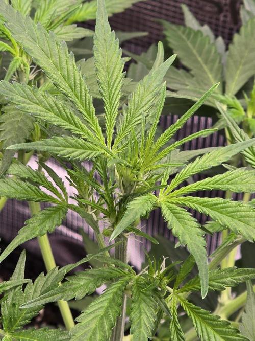 Gorilla Zkittlez auto. Week 5 - Easing into flower 