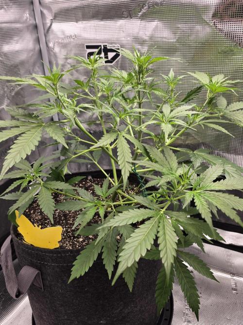 Gorilla Zkittlez auto. Week 5 - Spacing out beautifully with minimal training 