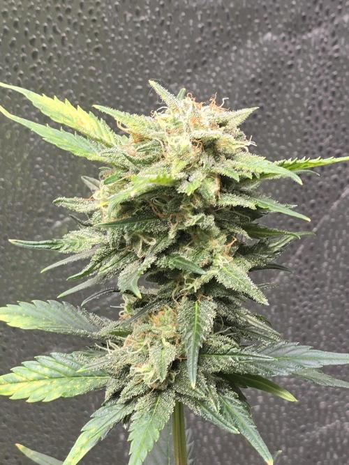 Purple Haze Auto. Week 10 - Buds are getting Fat and frosty.