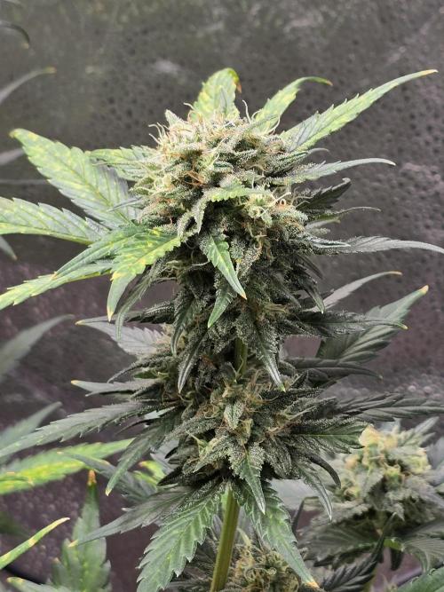 Purple Haze Auto. Week 10 - Heavy buds with and amazing gassy smell
