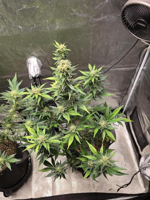 Purple Haze Auto. Week 10 - Starting to eat up all the nutrients as she finishes 