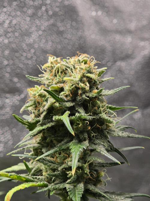 Purple Haze Auto. Week 10 - Main cola