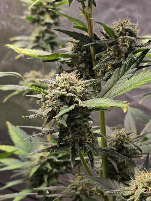 Purple Haze Auto. Week 10 - Purple haze