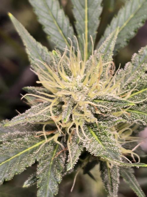 Cherry Cola Auto. Week 10 - Coated