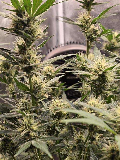 Cherry Cola Auto. Week 10 - A jungle of amazingness 