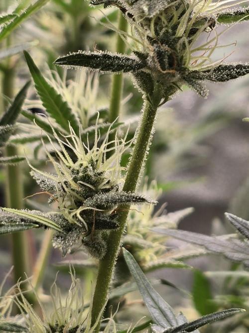 Cherry Cola Auto. Week 10 - Frosty stems