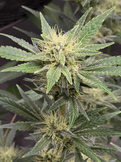 Cherry Cola Auto. Week 10 - She has a sweet cherry smell thats unbelievable 