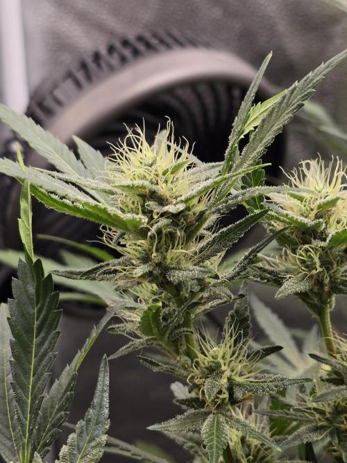 Cherry Cola Auto. Week 10 - Cherry cola 