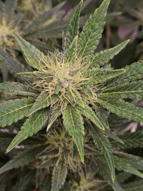 Cherry Cola Auto. Week 10 - Another beautiful bud that still has a ways to go