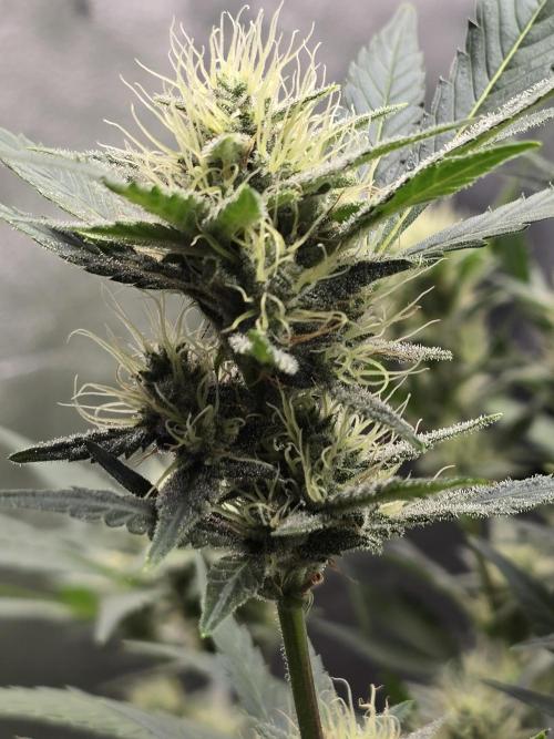 Cherry Cola Auto. Week 10 - Looking great 