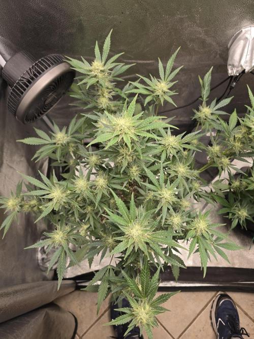 Cherry Cola Auto. Week 10 - Top shot