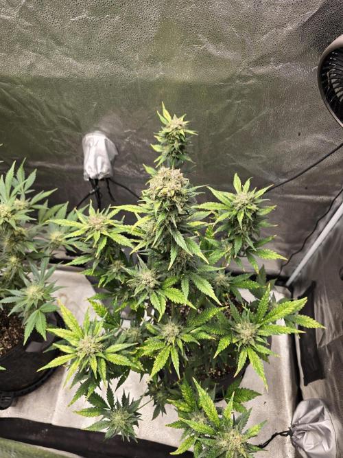 Purple Haze Auto. Week 11 - Chopping her down in the morning 
