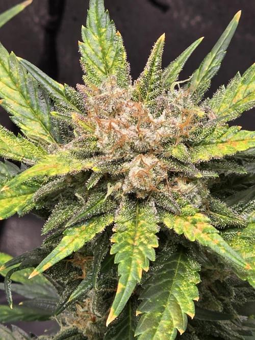 Purple Haze Auto. Week 11 - 10% amber shes ready