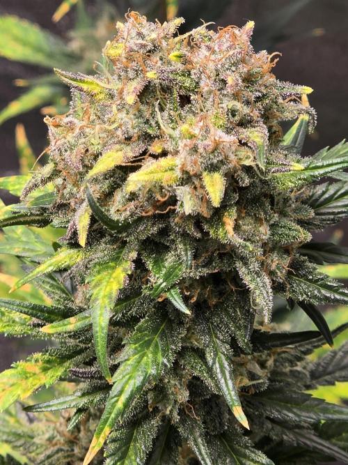 Purple Haze Auto. Week 11 - Main cola 