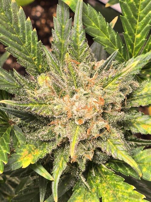 Purple Haze Auto. Week 11 - Gassy smells