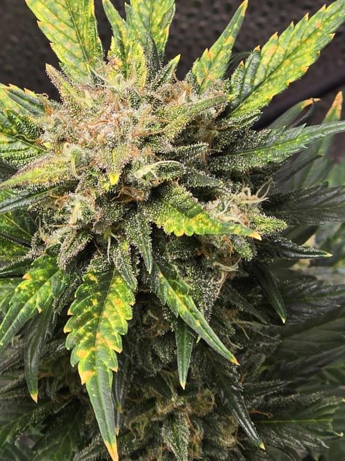 Purple Haze Auto. Week 11 - Purple Haze 