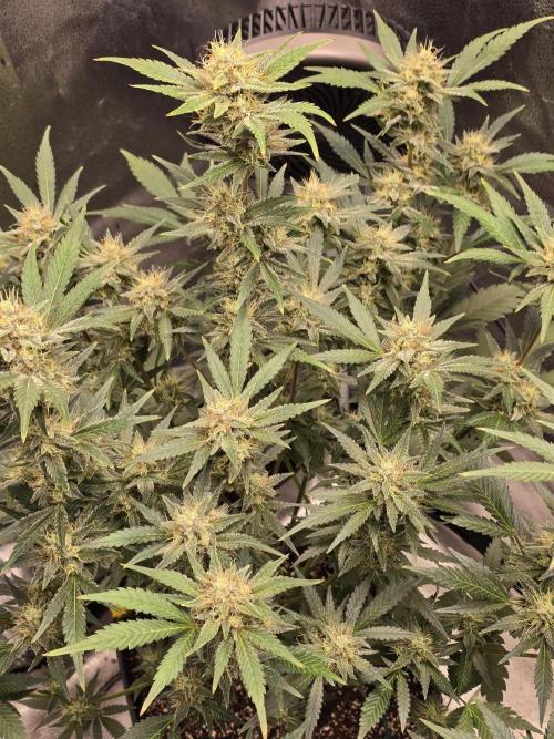 Cherry Cola Auto. Week 11 - Looking of flowers just the way we like it