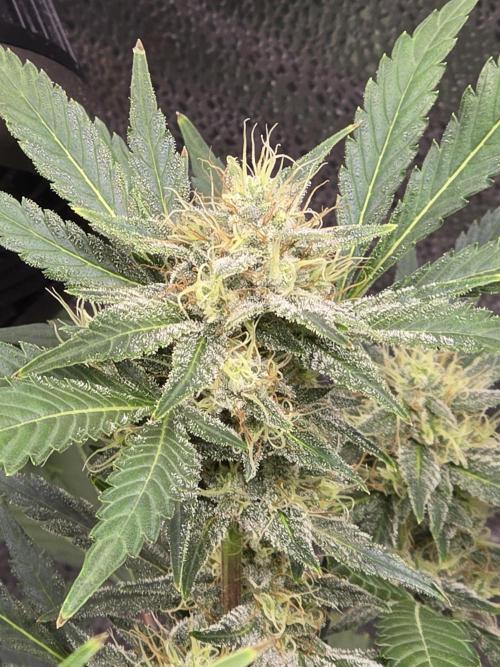 Cherry Cola Auto. Week 11 - Frosty 