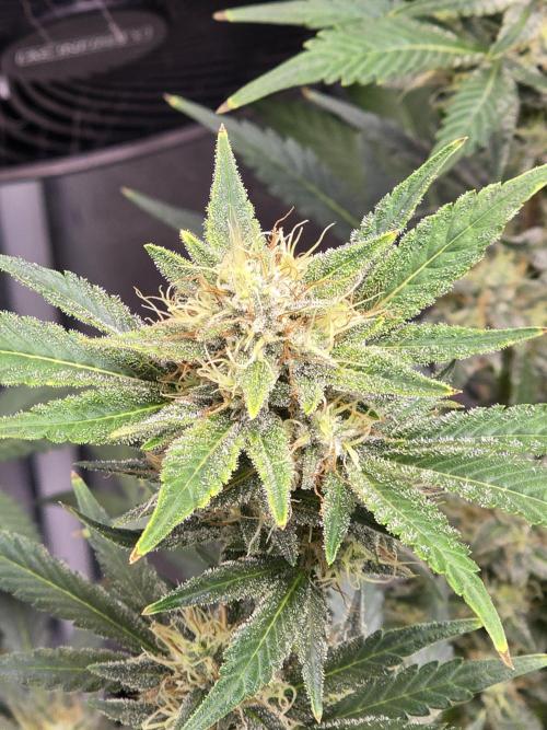 Cherry Cola Auto. Week 11 - Cherry cola 