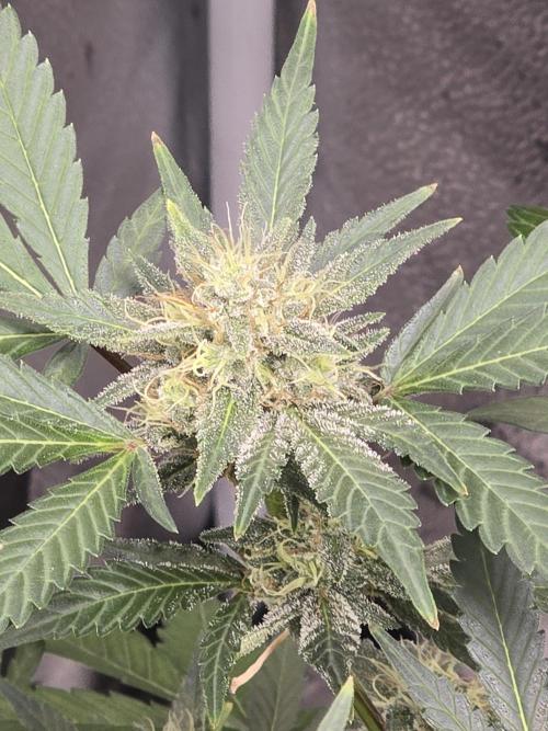 Cherry Cola Auto. Week 11 - Still has some more to go